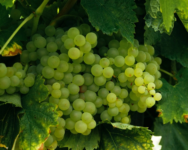 Premium Grapes for Indian Market