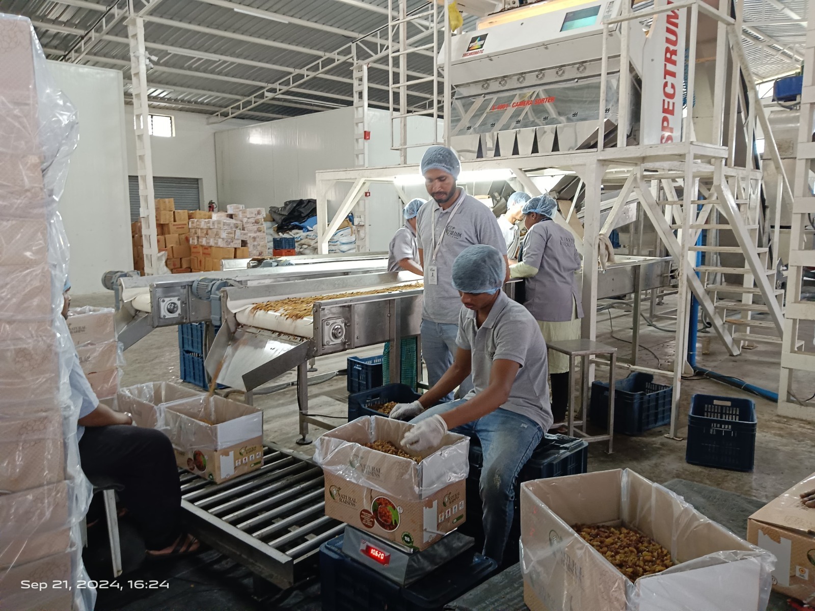 Raisin Packaging and Quality Inspection Process 