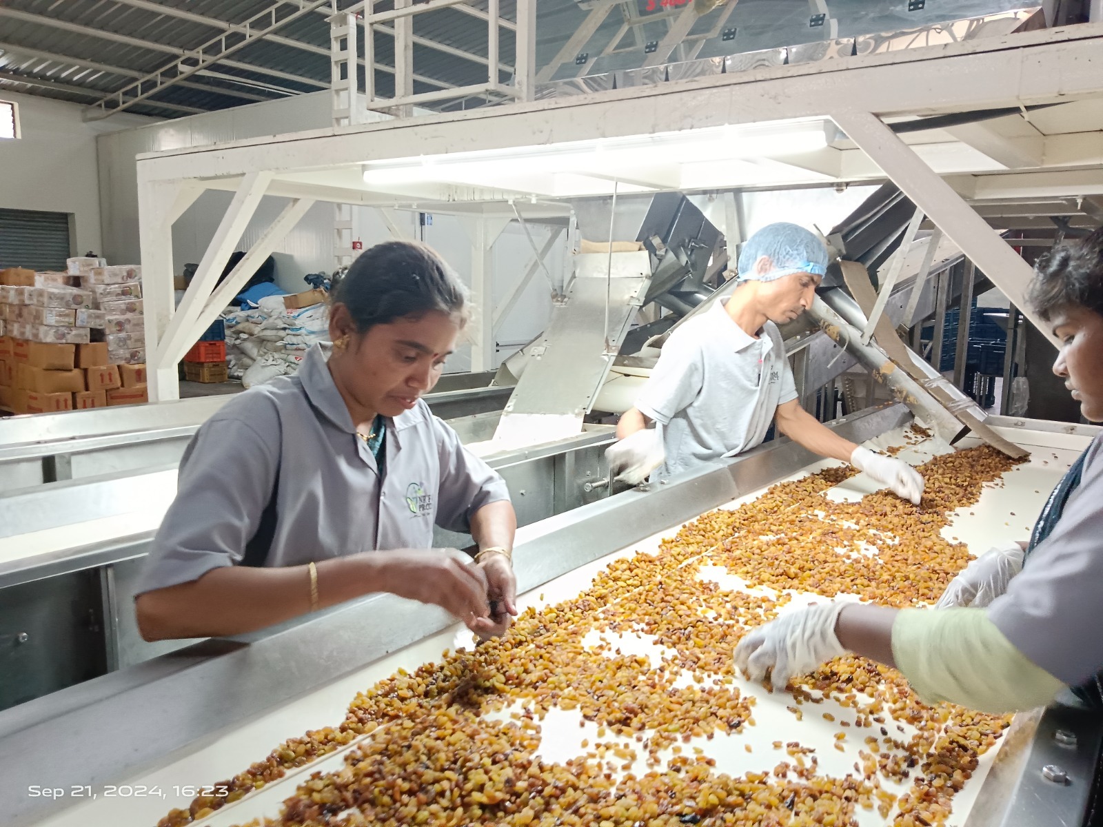 Workers sorting premium raisins on the processing line 