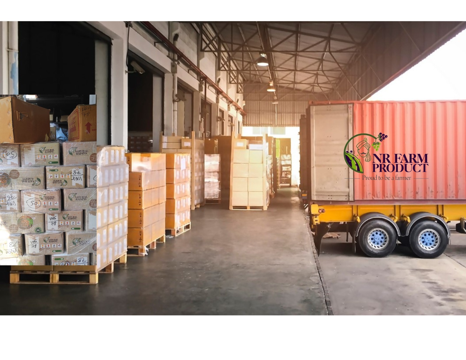 NR Farm Warehouse dispatching premium raisins for export 
