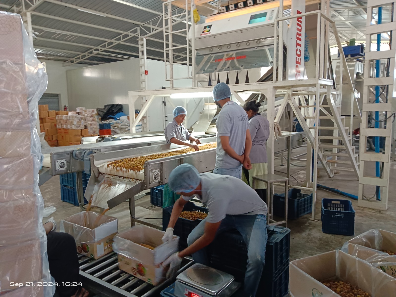Raisin Processing and Packaging unit with Workers 